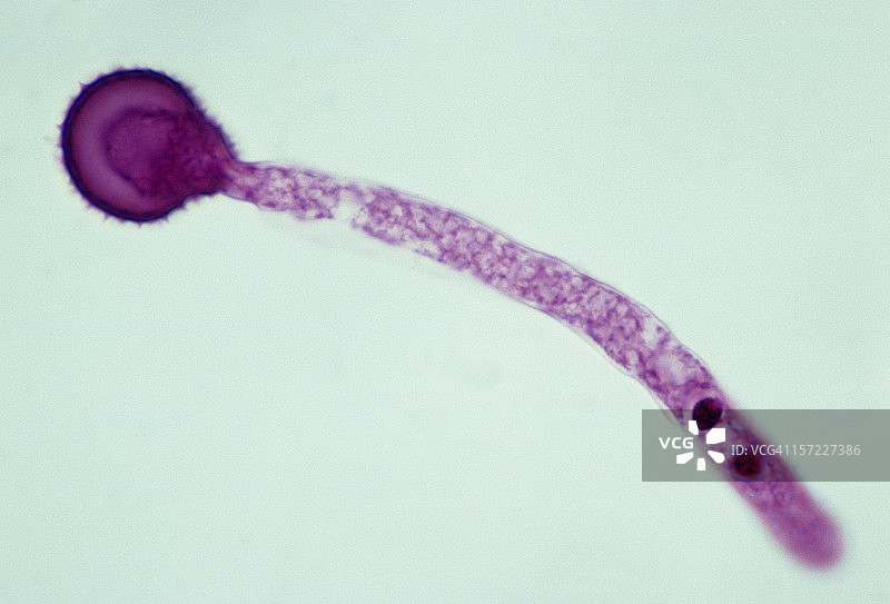 花粉粒，带两个精细胞的精子管图片素材