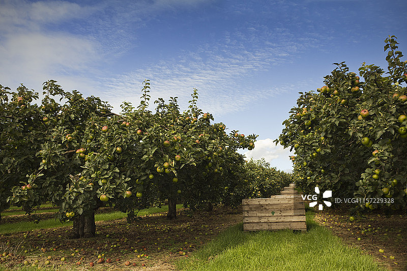 采摘正当时图片素材