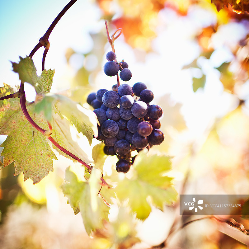 金粉黛葡萄藤图片素材