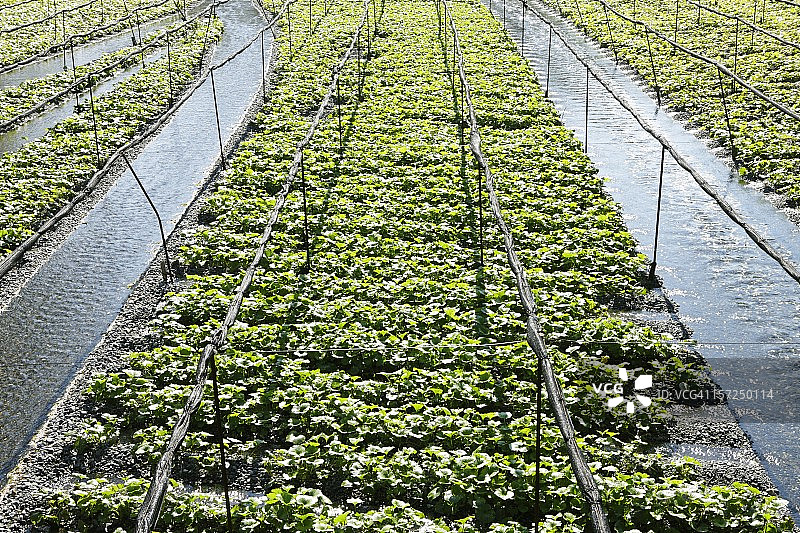 日本山葵田图片素材