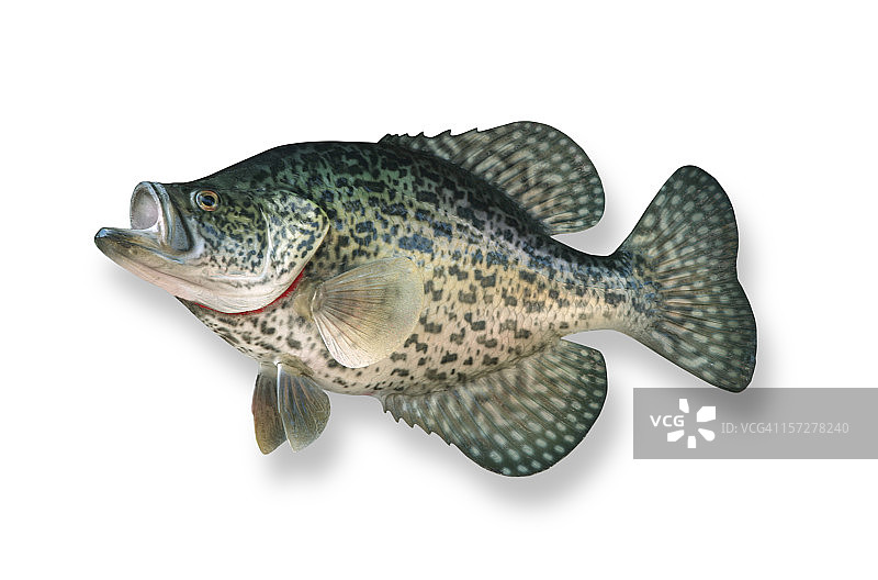 带轮廓剪裁的河鲈图片素材
