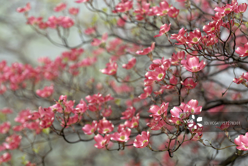 雾天的红瑞木图片素材