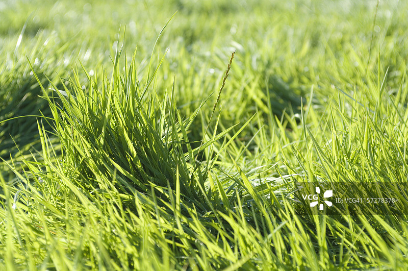 茂盛的绿色草地3图片素材