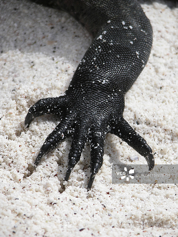 海鬣蜥的“手”图片素材