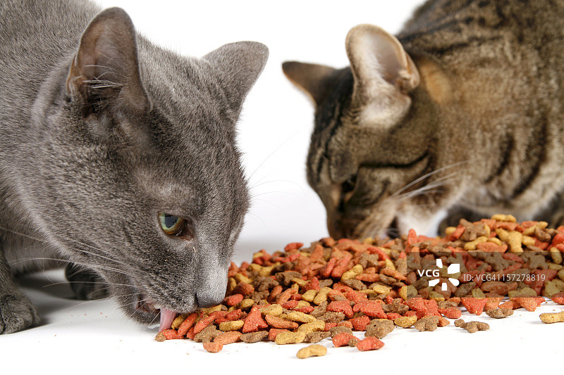 饥饿的猫科动物图片素材