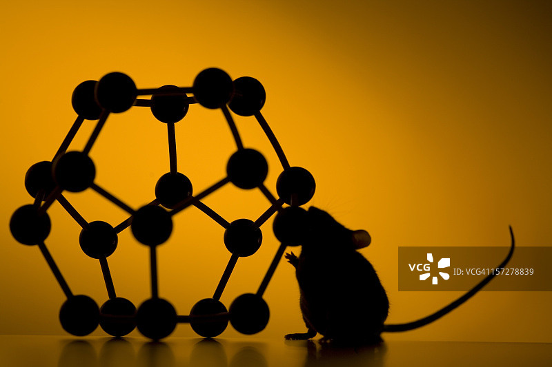 实验小鼠和纳米颗粒图片素材