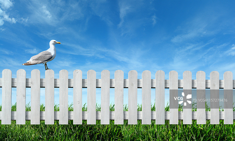 栅栏上的鸟图片素材