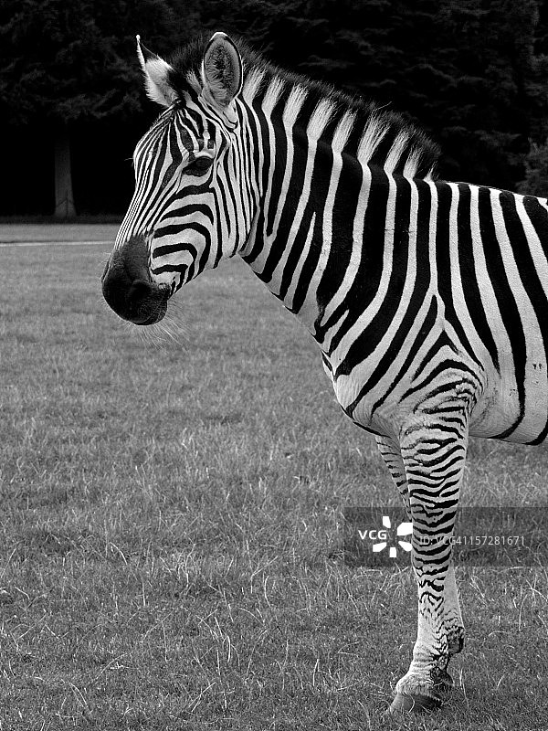 斑马的姿势图片素材