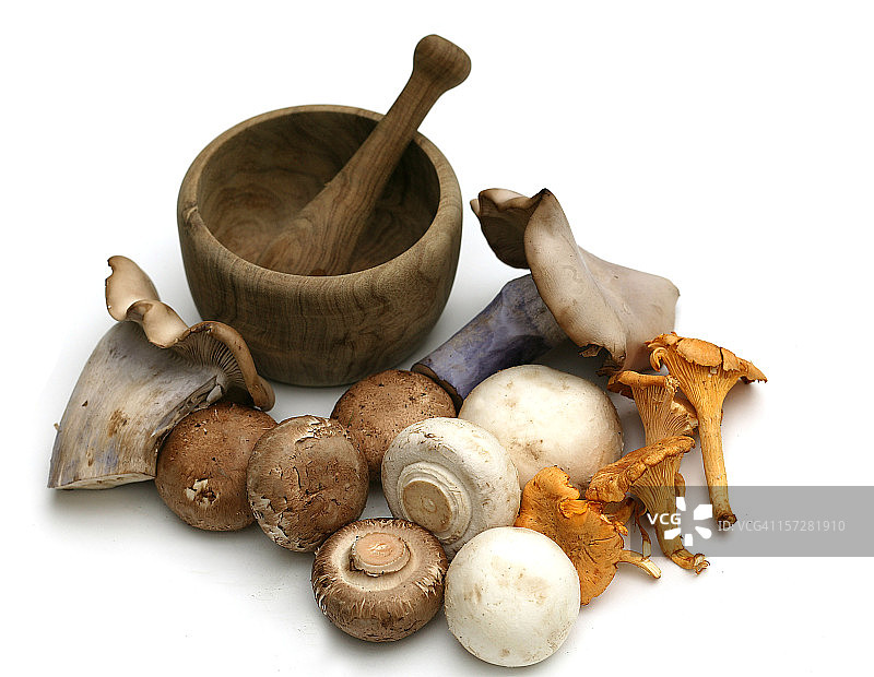 分离的真菌图片素材