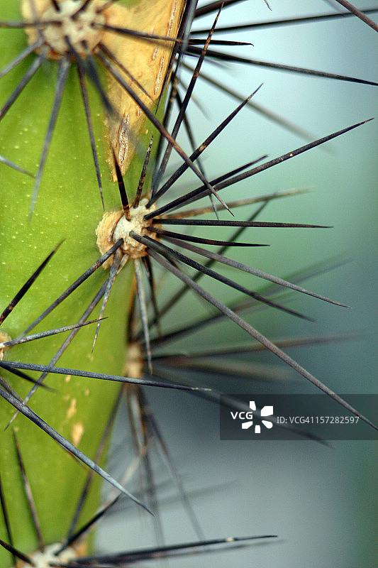 仙人掌刺图片素材