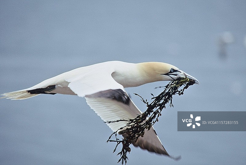 北鲣鸟飞行图片素材