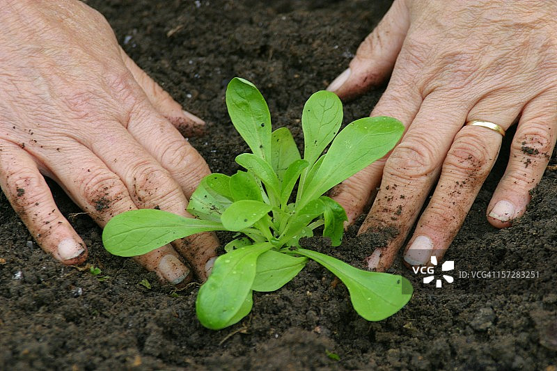 将幼苗栽种到土壤中图片素材
