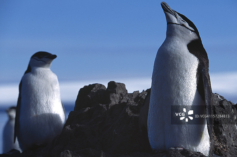睡着的野生帽带企鹅图片素材