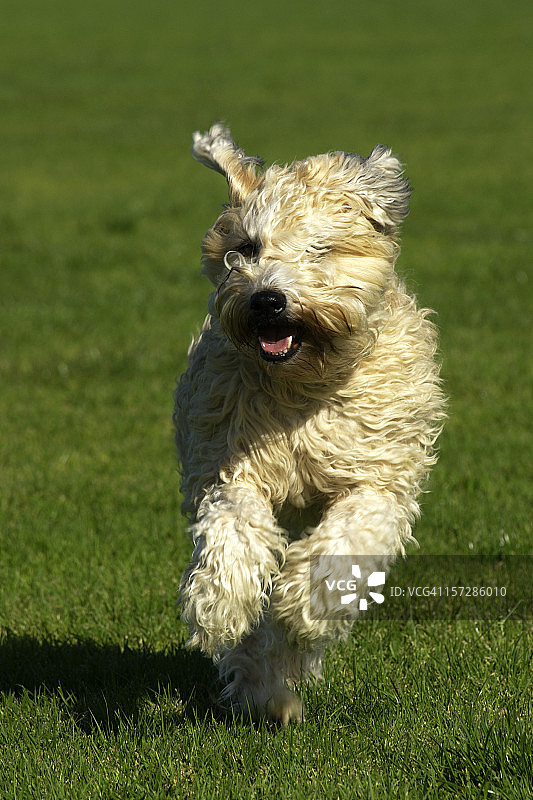 爱尔兰软毛梗在田野中奔跑图片素材