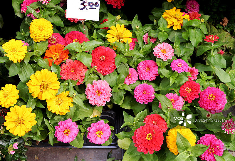 花卉市场上的百日草图片素材