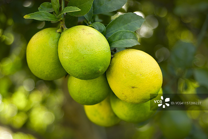 柠檬图片素材