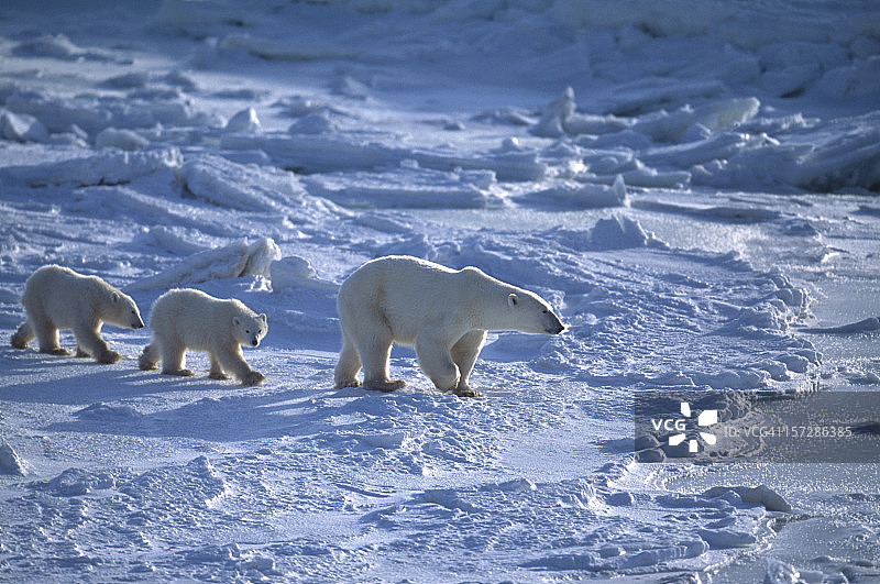 哈德逊湾冰面上，北极熊妈妈和两只幼崽图片素材