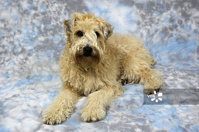 演播室里的软毛梗犬图片素材