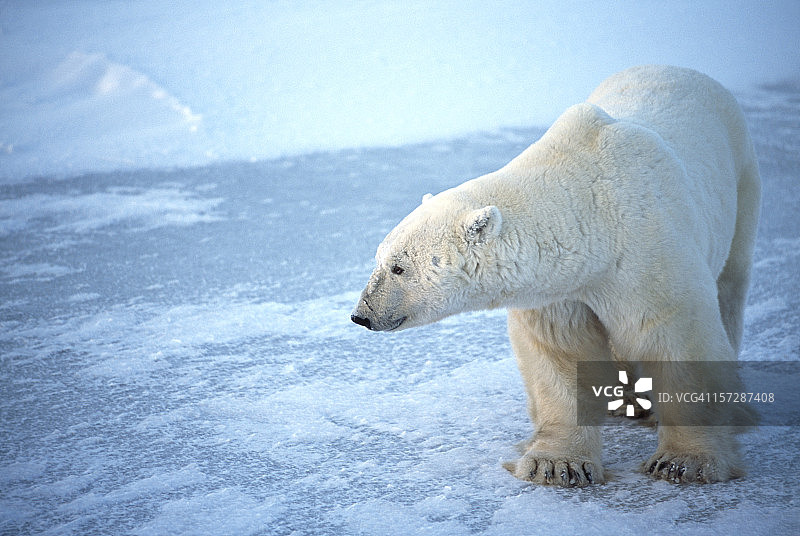 一只站在冰冷的哈德逊湾上的野生北极熊图片素材