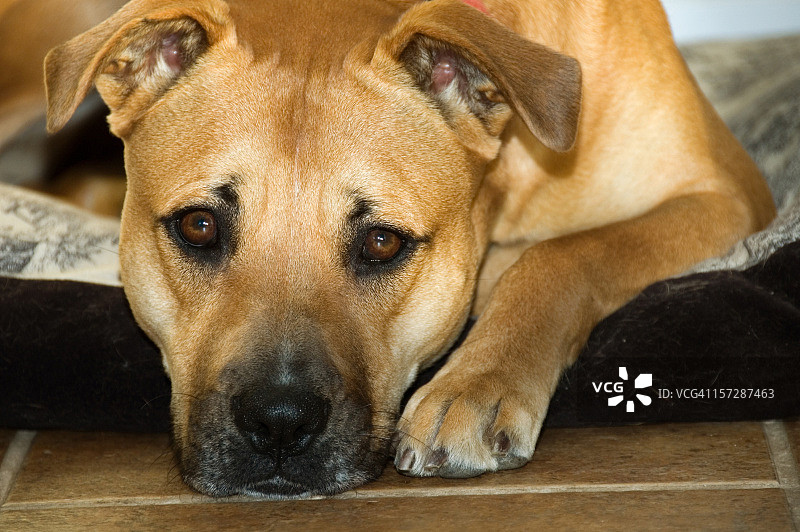狗狗面露疲惫，神情忧伤图片素材