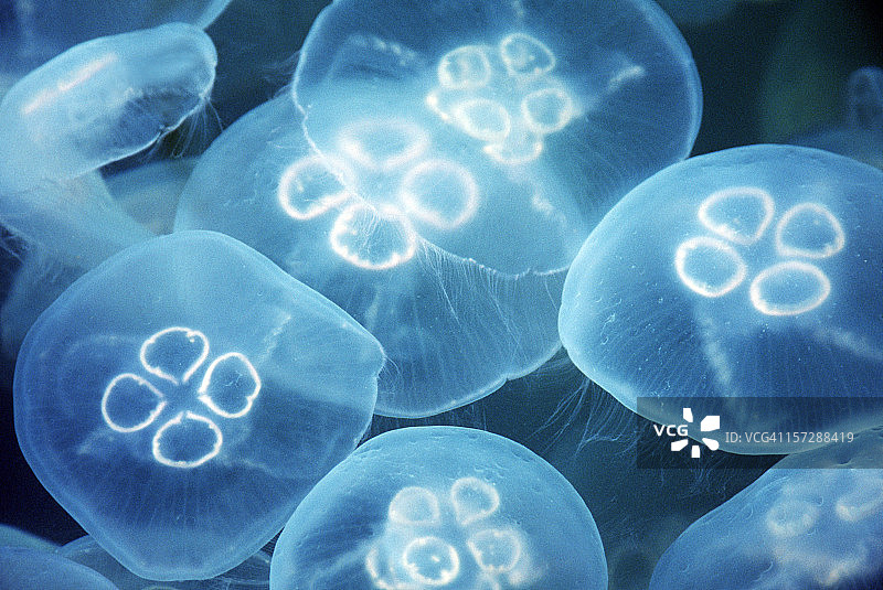 蓝光照亮下的一群半透明水母图片素材