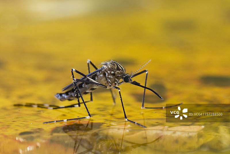 水面上的蚊子图片素材