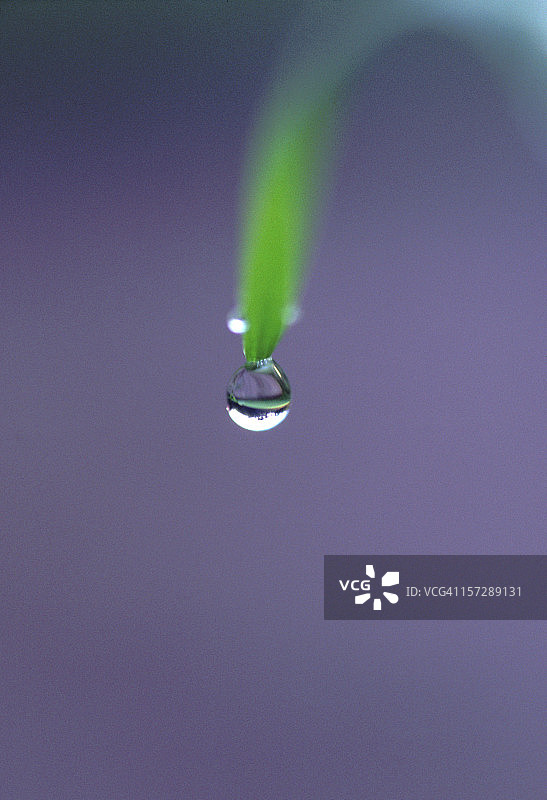 草上的露珠图片素材