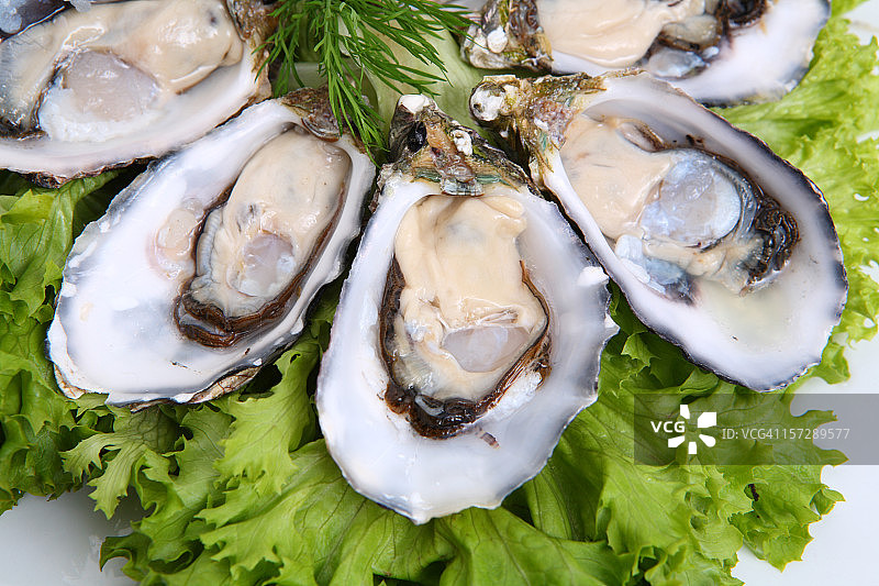 牡蛎特写图片素材