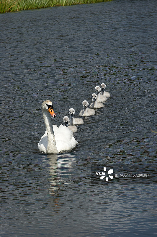 天鹅妈妈和六只小天鹅图片素材