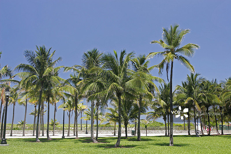 夏日城市中的棕榈树林图片素材