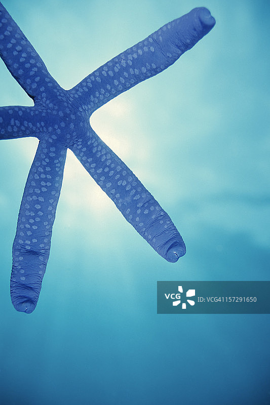 美丽的蓝色海星图片素材