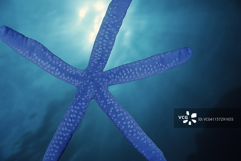 阳光下美丽的蓝色海星图片素材