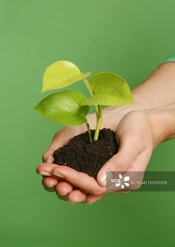 手中的植物图片素材