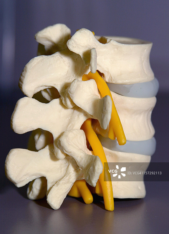 医疗——脊柱和脊髓模型侧视图图片素材
