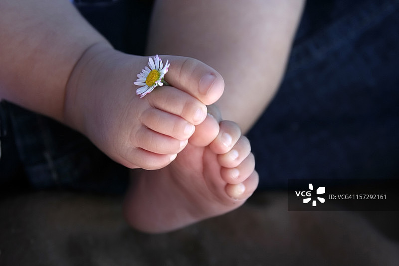 宝宝的小脚和小雏菊图片素材