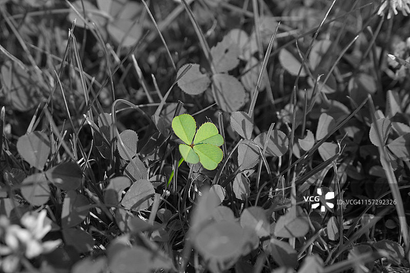 四叶三叶草图片素材