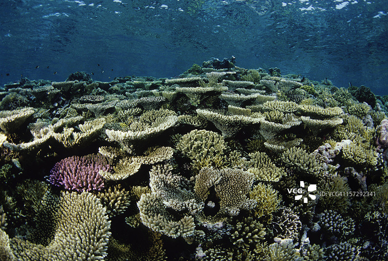 美丽的彩色硬珊瑚礁图片素材