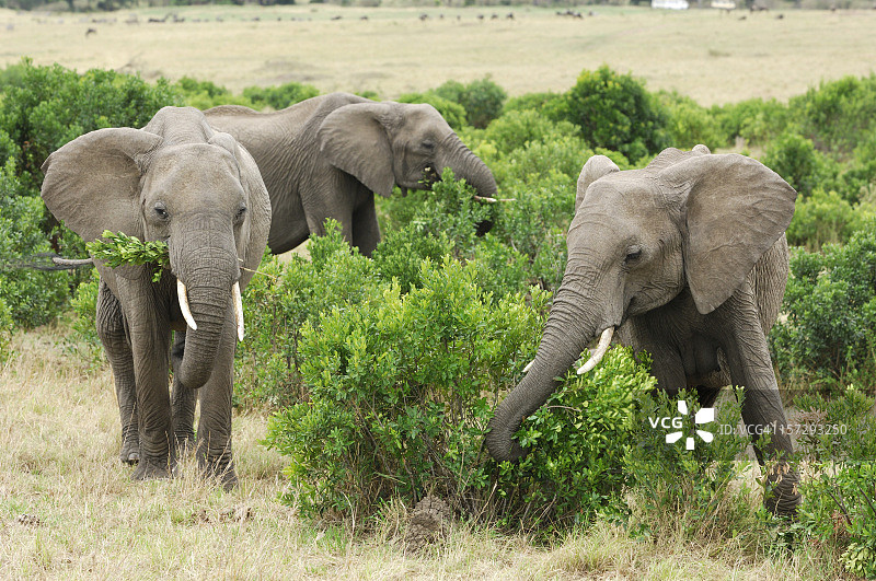 三只正在吃东西的非洲野象图片素材