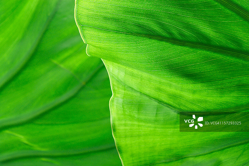 棕榈叶细节图片素材