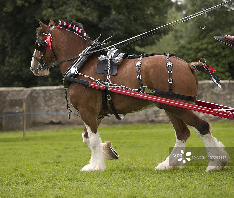 穿戴马具的克莱兹代尔马图片素材