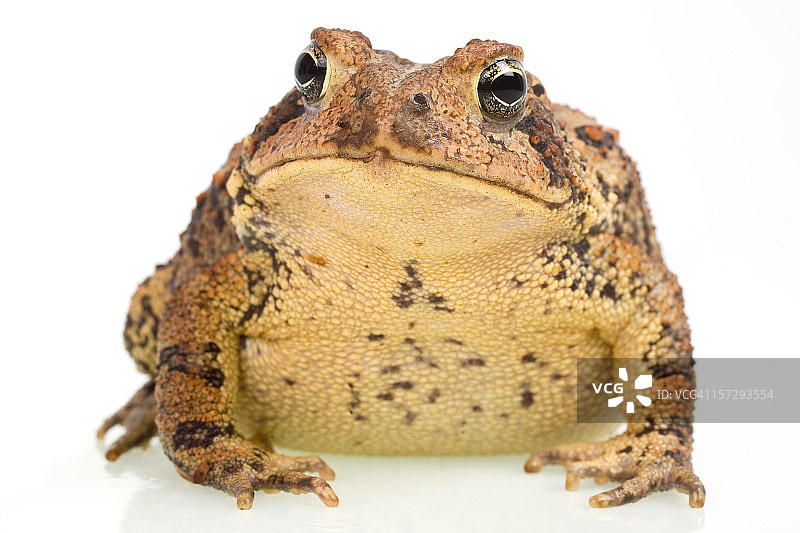 美洲蟾蜍图片素材