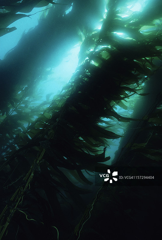 雄伟的巨藻森林图片素材
