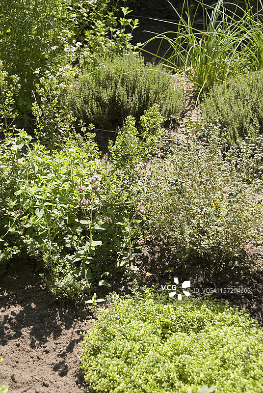 香草园图片素材