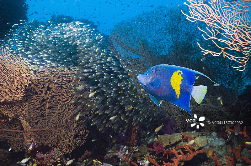 珊瑚礁风光图片素材