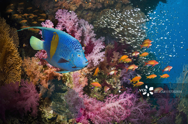 珊瑚礁风光图片素材