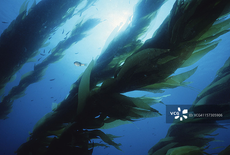 魔幻森林图片素材