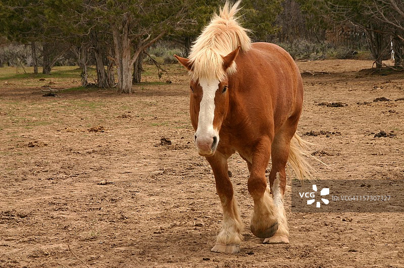 犹他州牧场的克莱兹代尔马图片素材