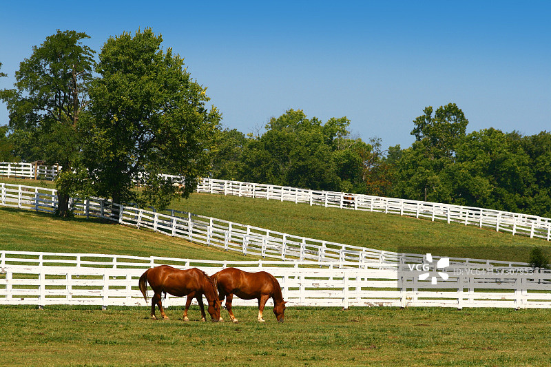 两匹马在吃草图片素材