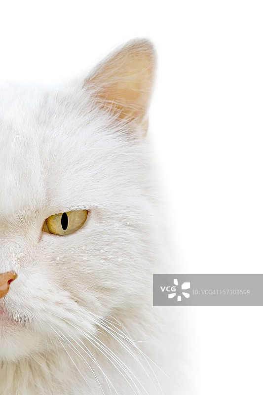 白色猫咪（微距）图片素材
