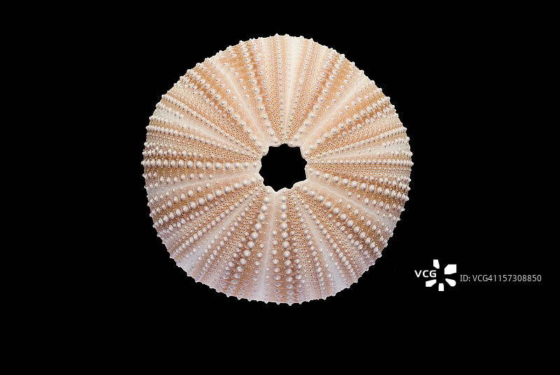 黑色背景下的完美海胆（带裁剪路径）图片素材